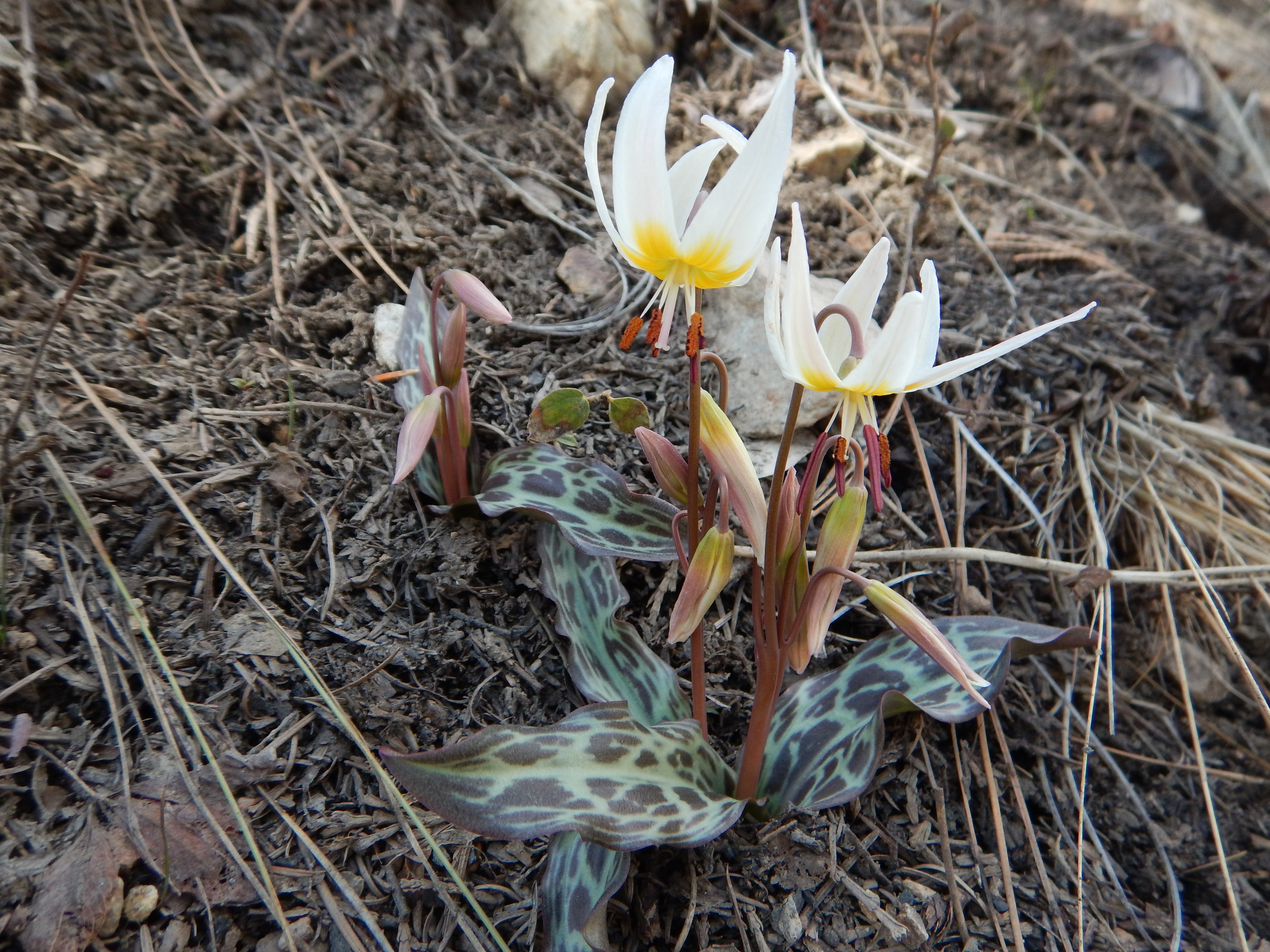 Botany Image 3